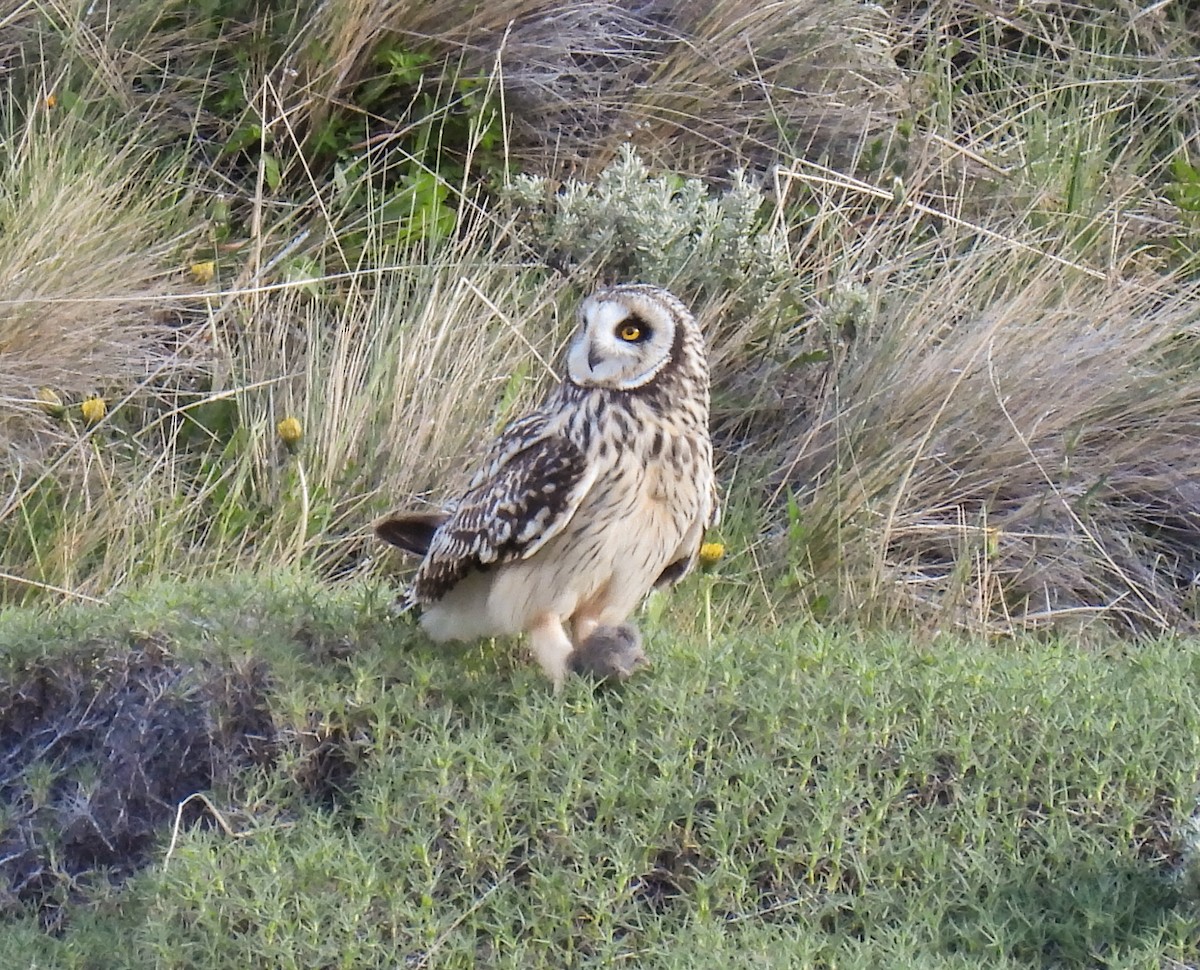 Short-eared Owl - ML646431433