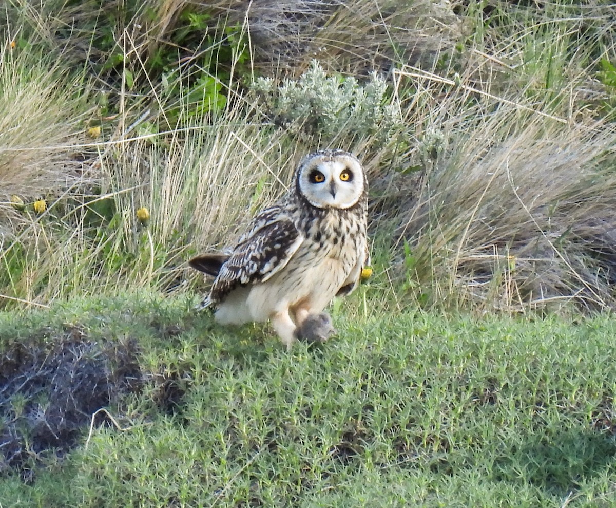 Short-eared Owl - ML646431434