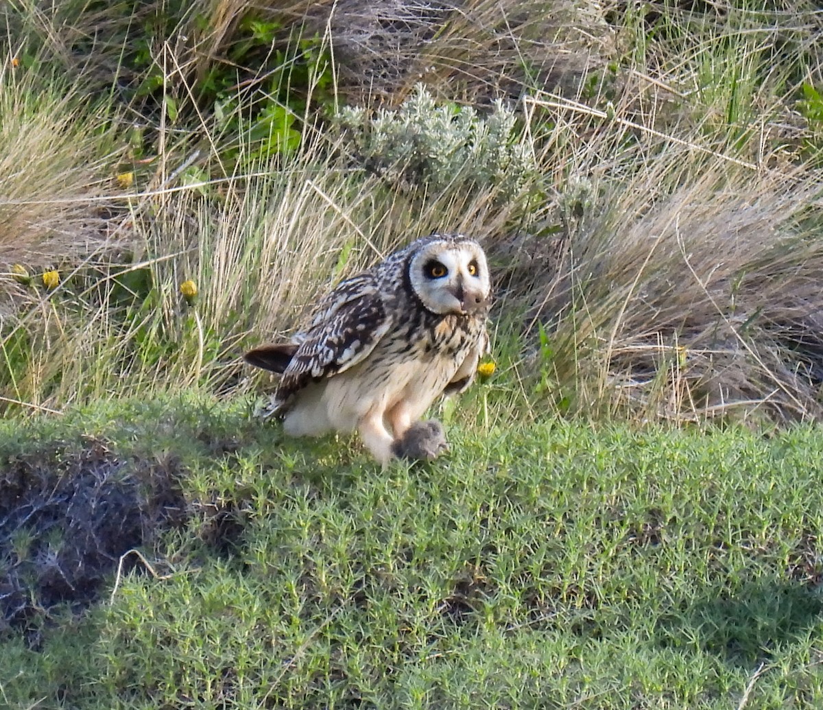 Short-eared Owl - ML646431435