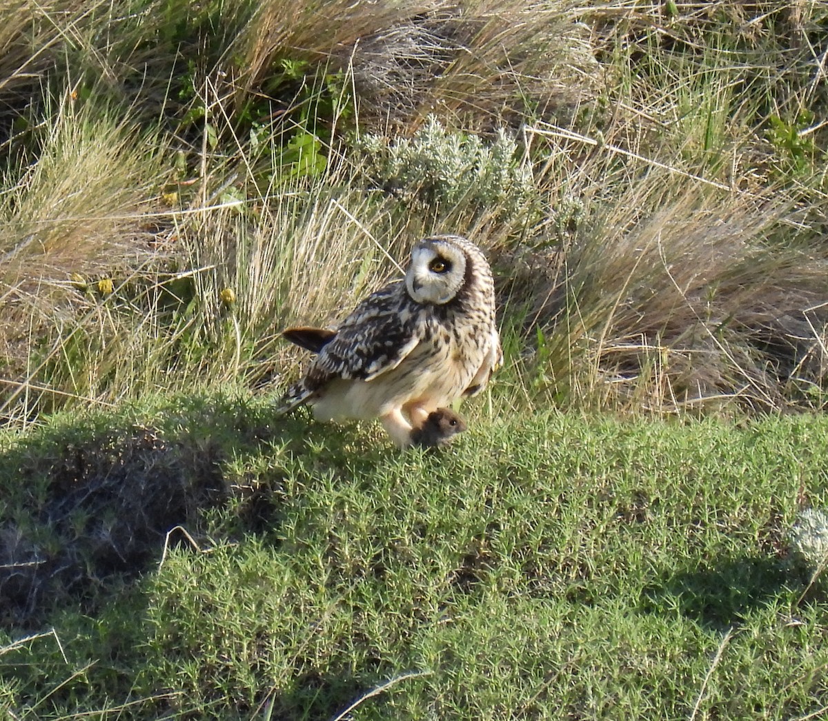 Short-eared Owl - ML646431436