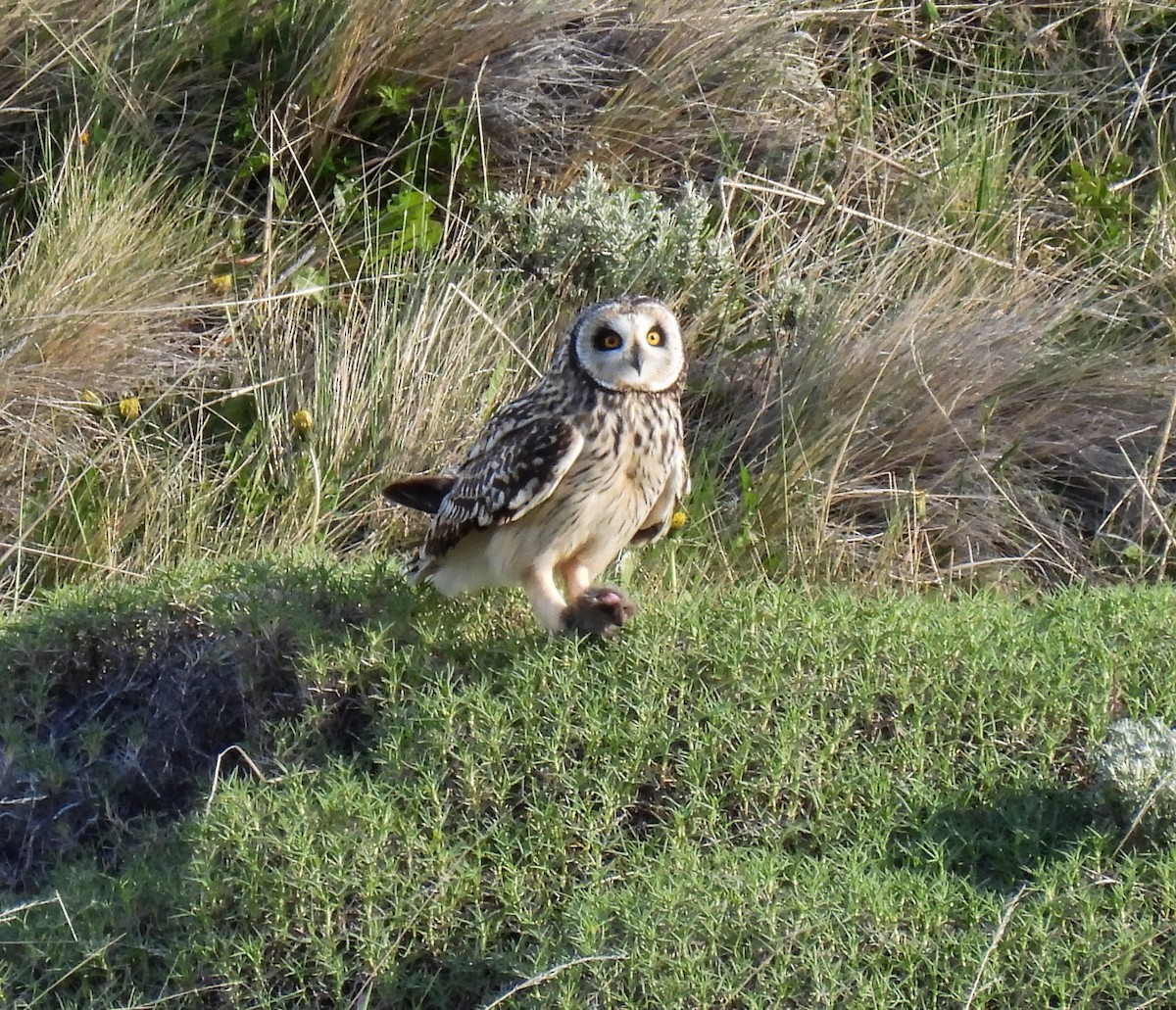 Short-eared Owl - ML646431437