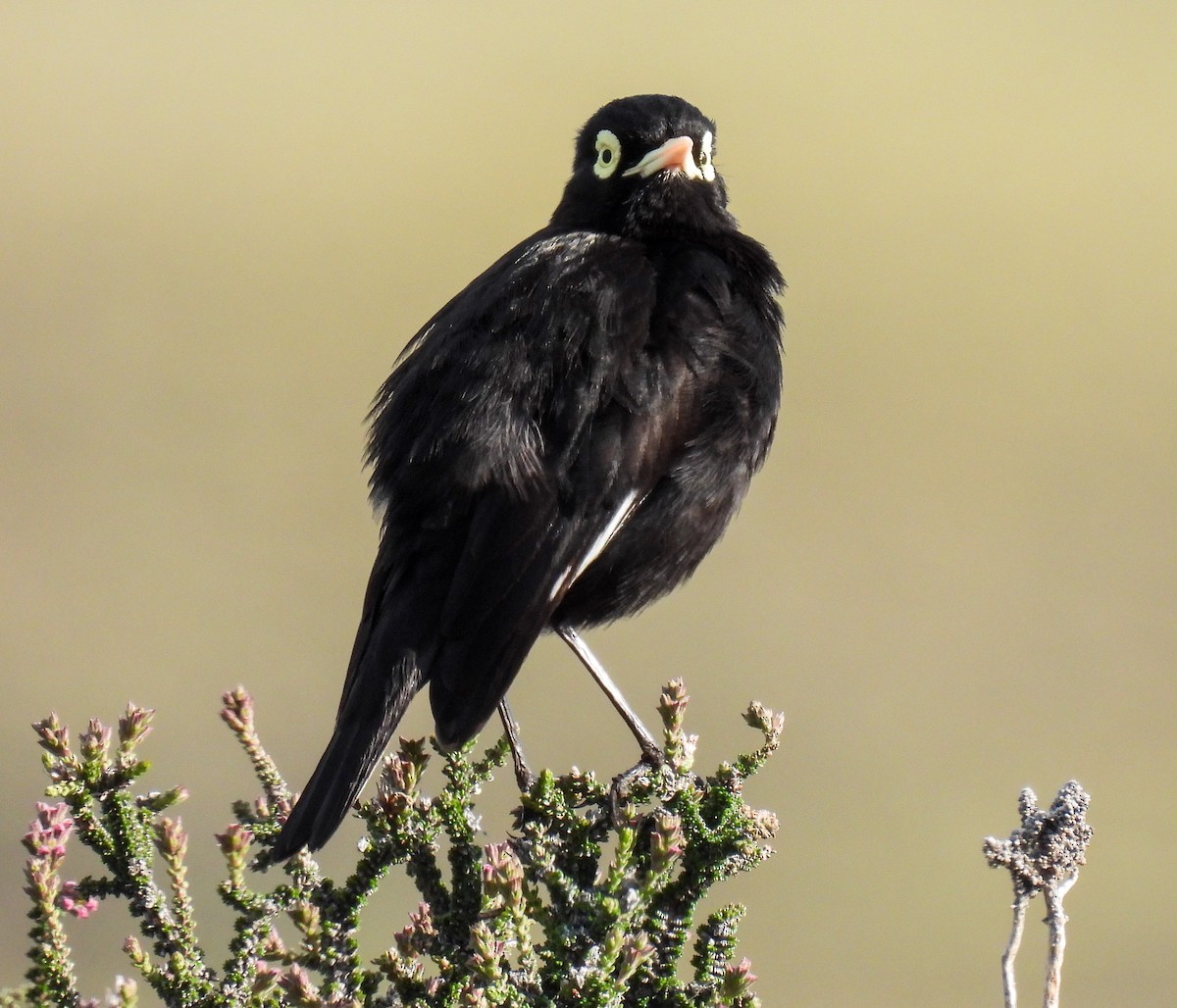 Spectacled Tyrant - ML646431444