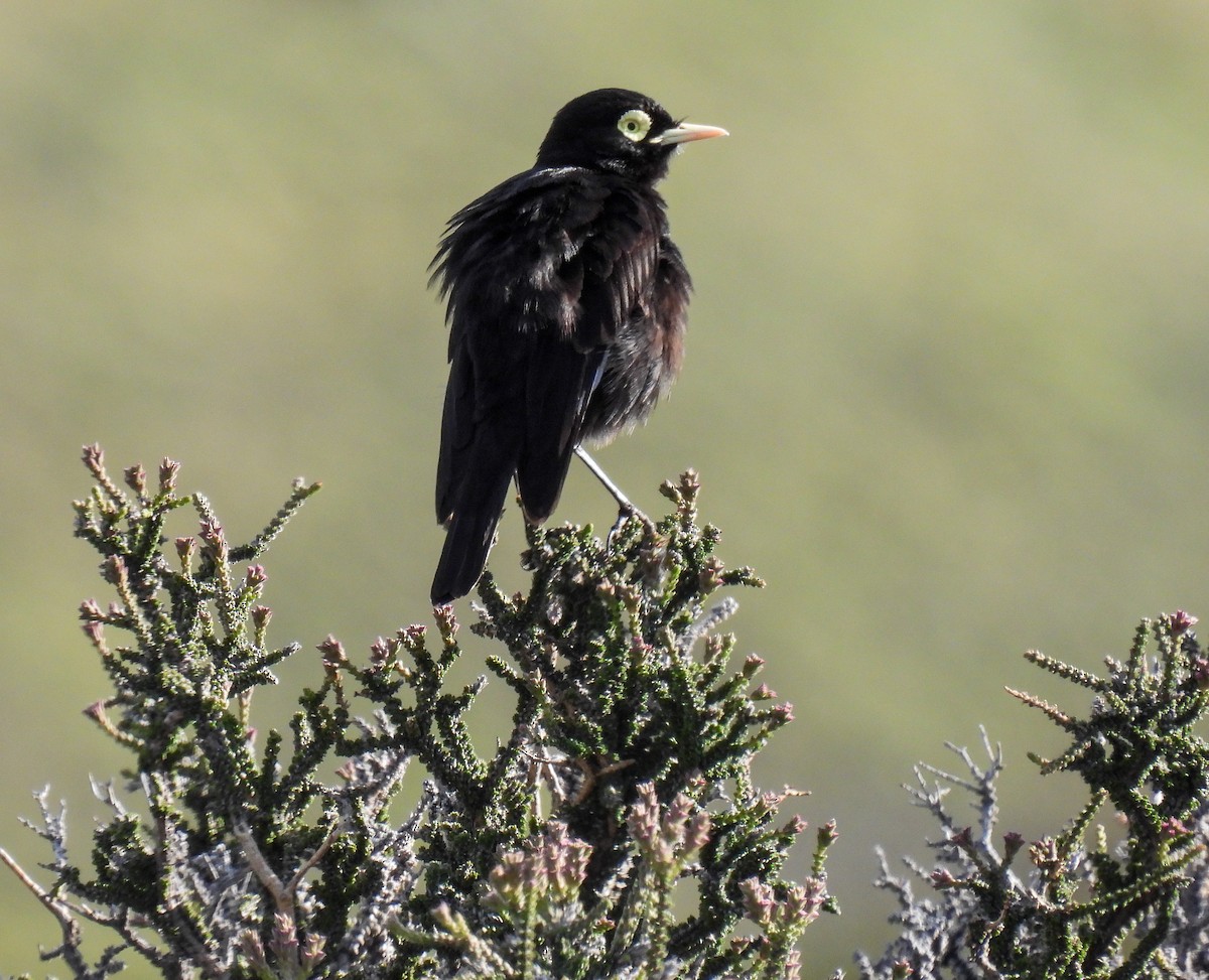 Spectacled Tyrant - ML646431445