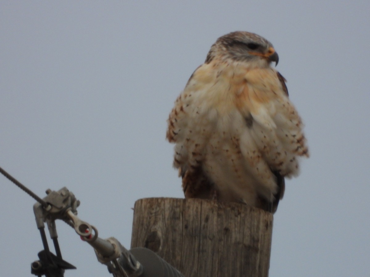 káně královská - ML646431446