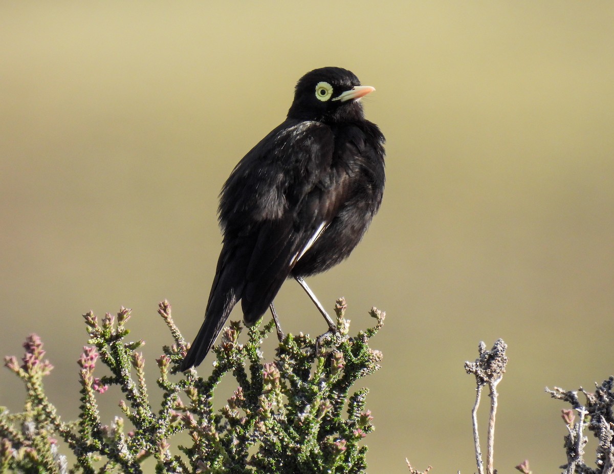 Spectacled Tyrant - ML646431447