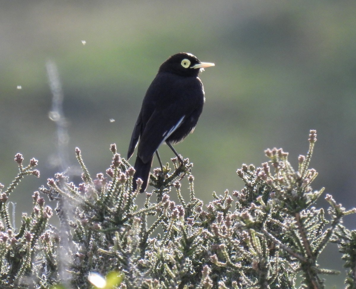 Spectacled Tyrant - ML646431448