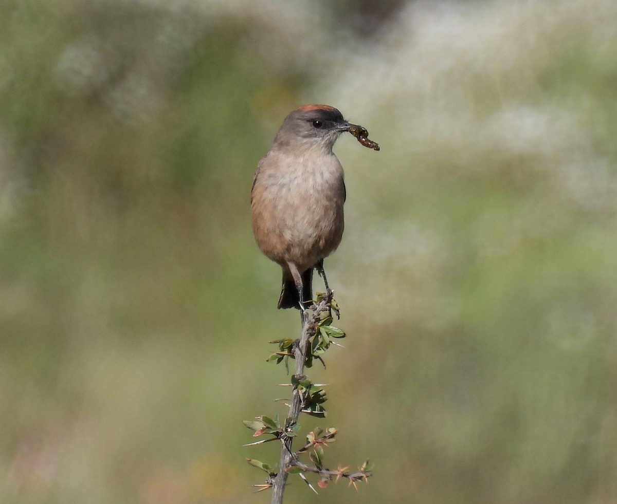 Cinnamon-bellied Ground-Tyrant - ML646431449