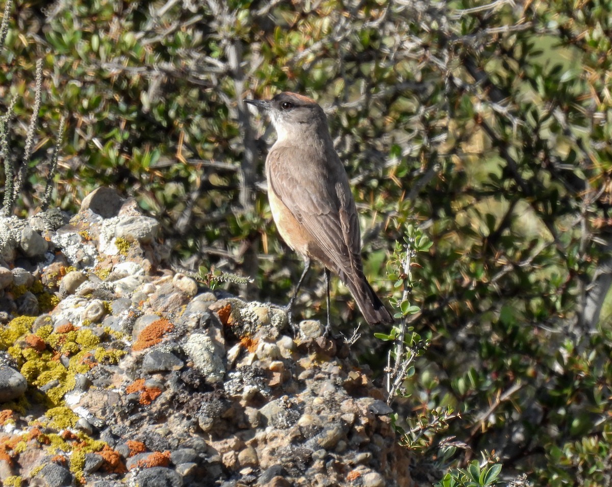 Cinnamon-bellied Ground-Tyrant - ML646431450