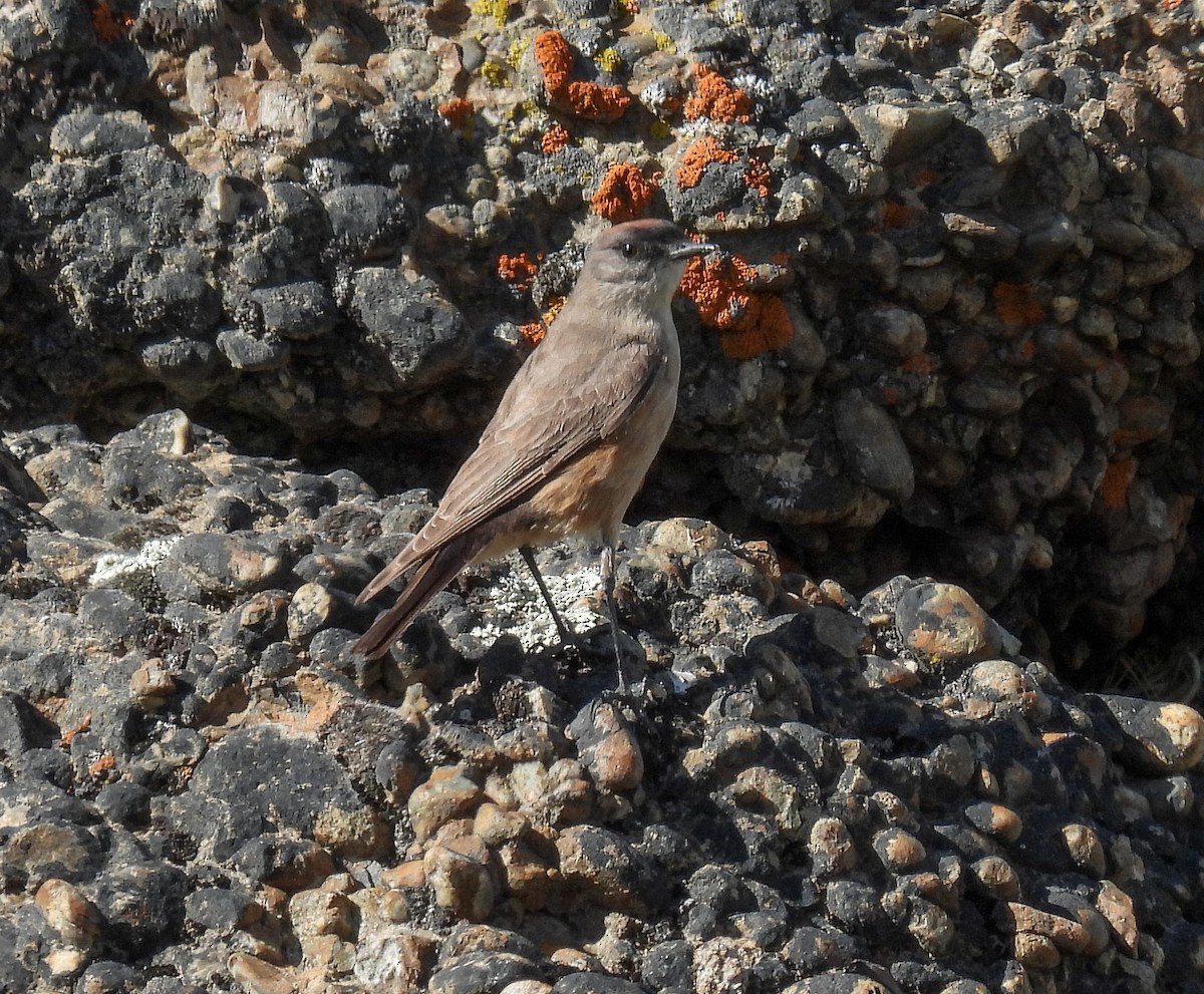 Cinnamon-bellied Ground-Tyrant - ML646431451
