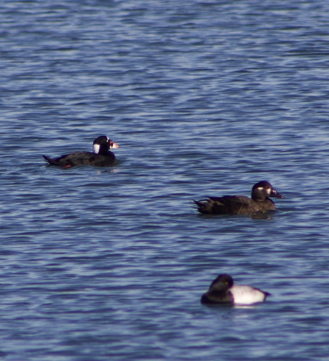 アラナミキンクロ - ML646431452