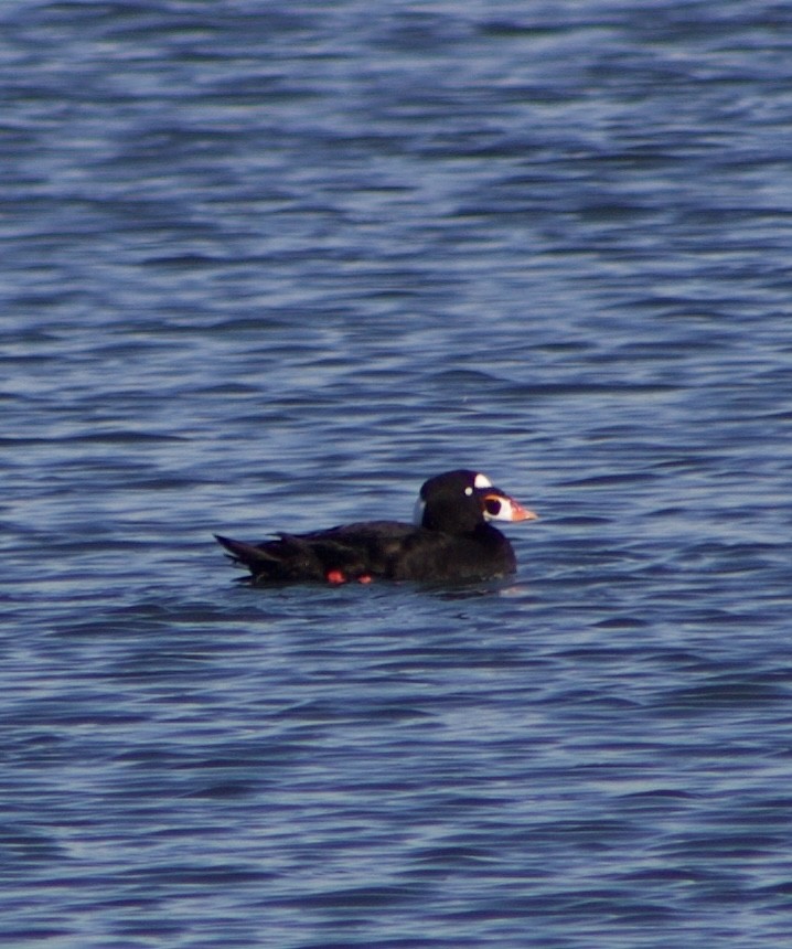 アラナミキンクロ - ML646431453