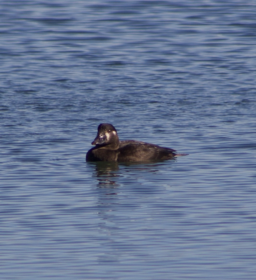 アラナミキンクロ - ML646431454