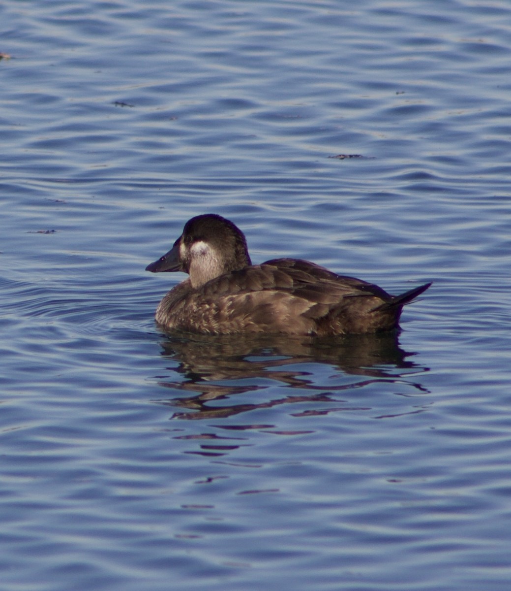 アラナミキンクロ - ML646431455