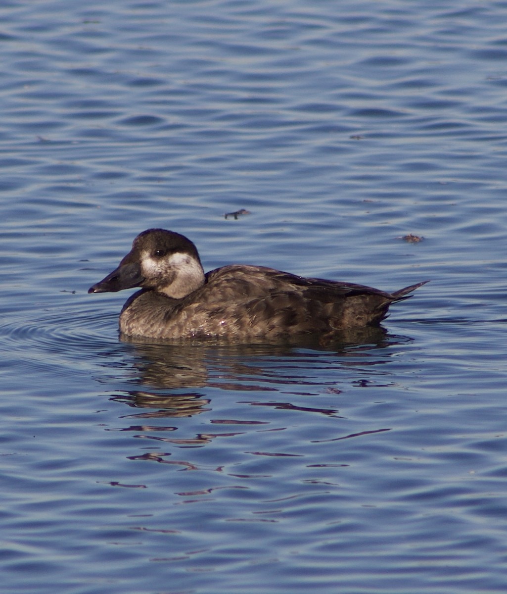 アラナミキンクロ - ML646431456