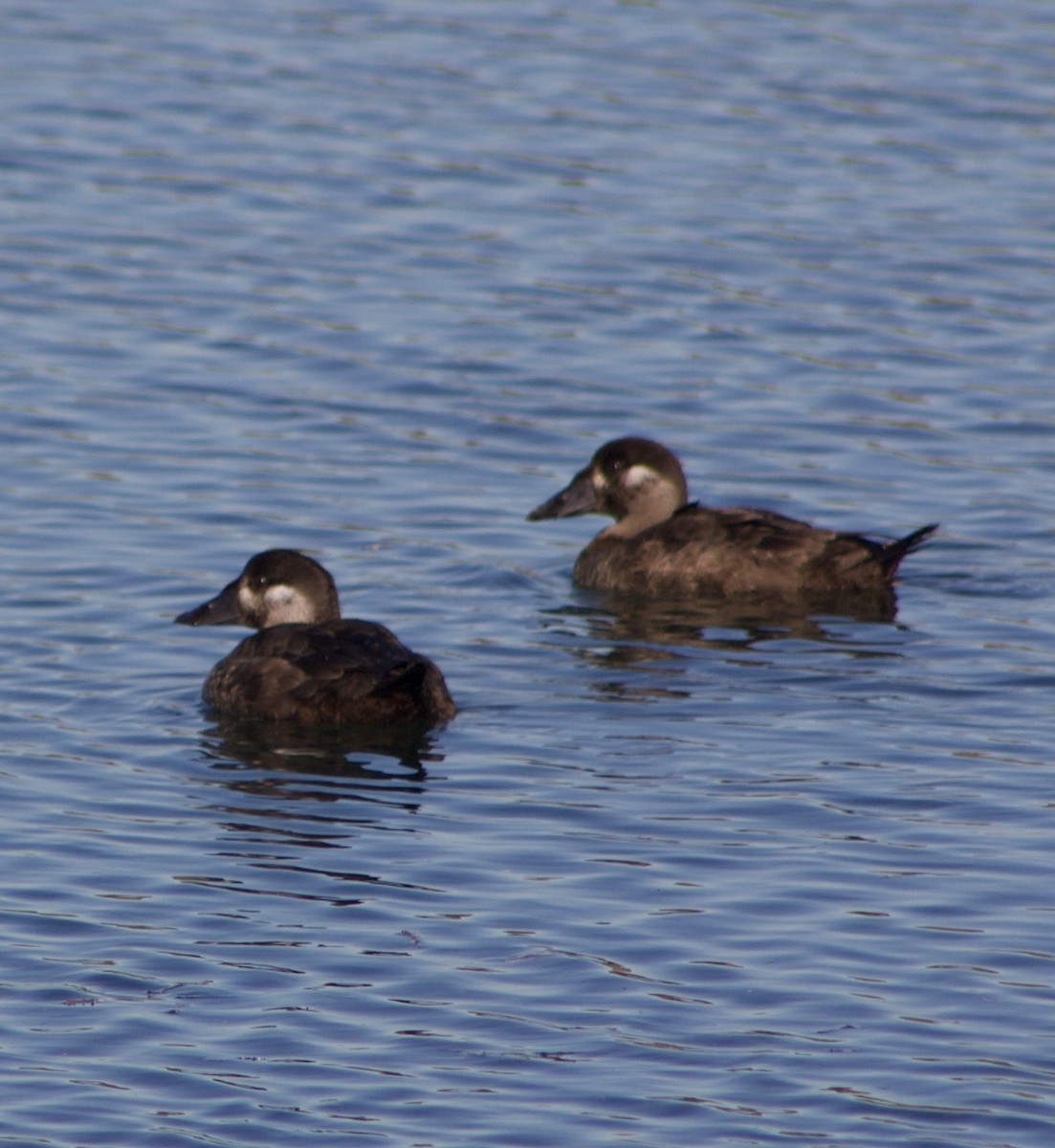 アラナミキンクロ - ML646431457