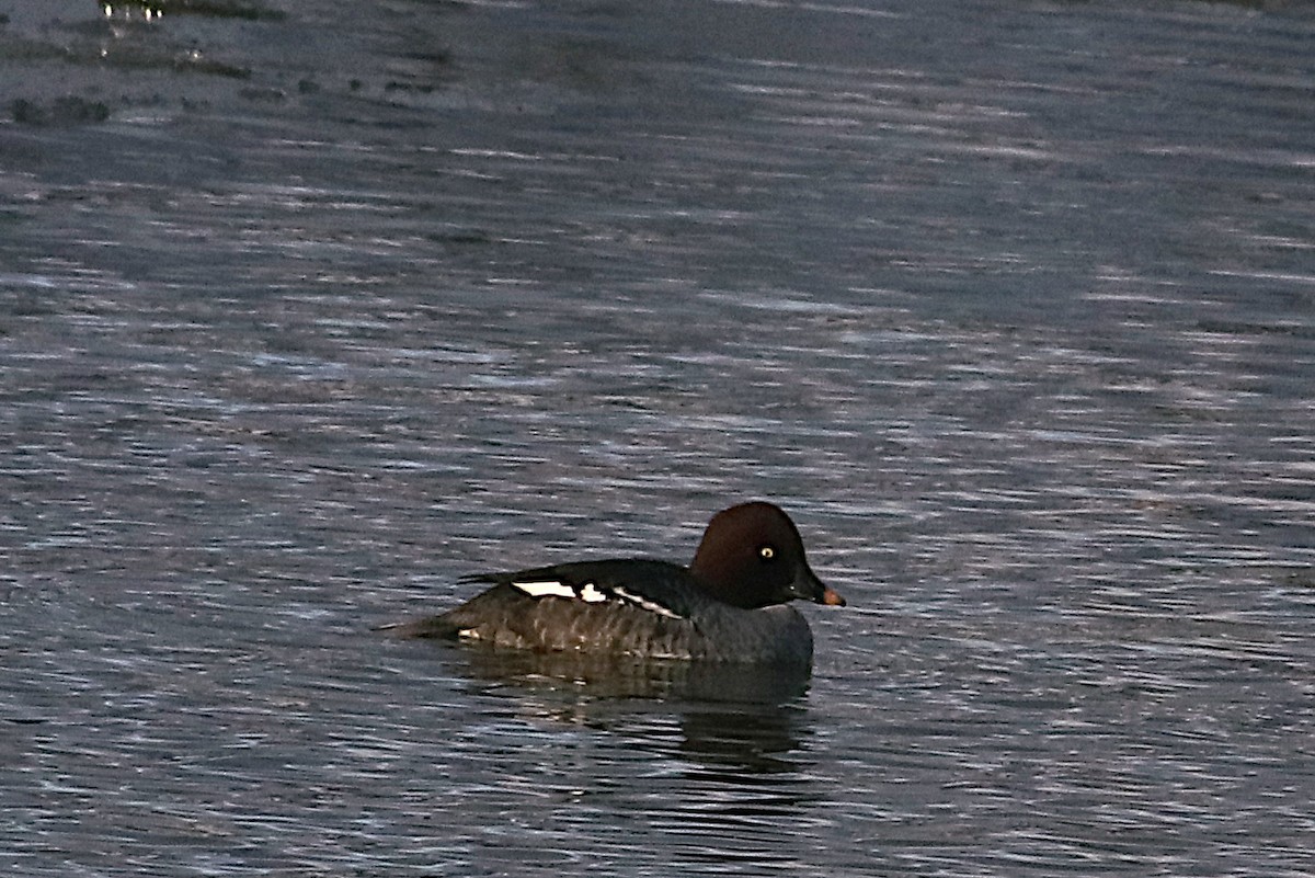 Common Goldeneye - ML646431458