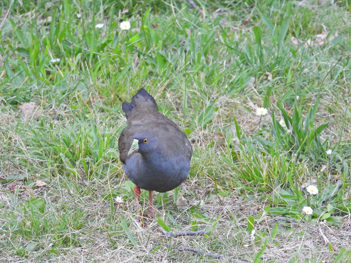 Rotfuß-Teichhuhn - ML646431459