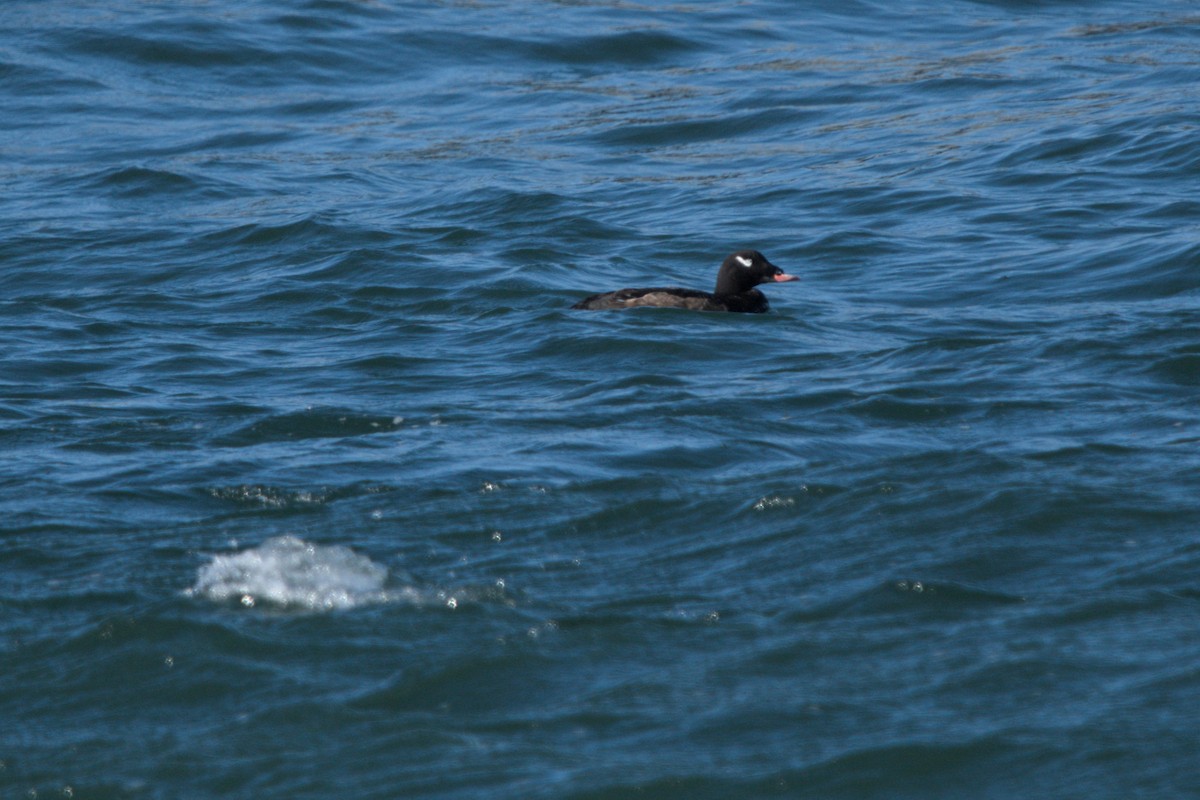 White-winged Scoter - ML646431462