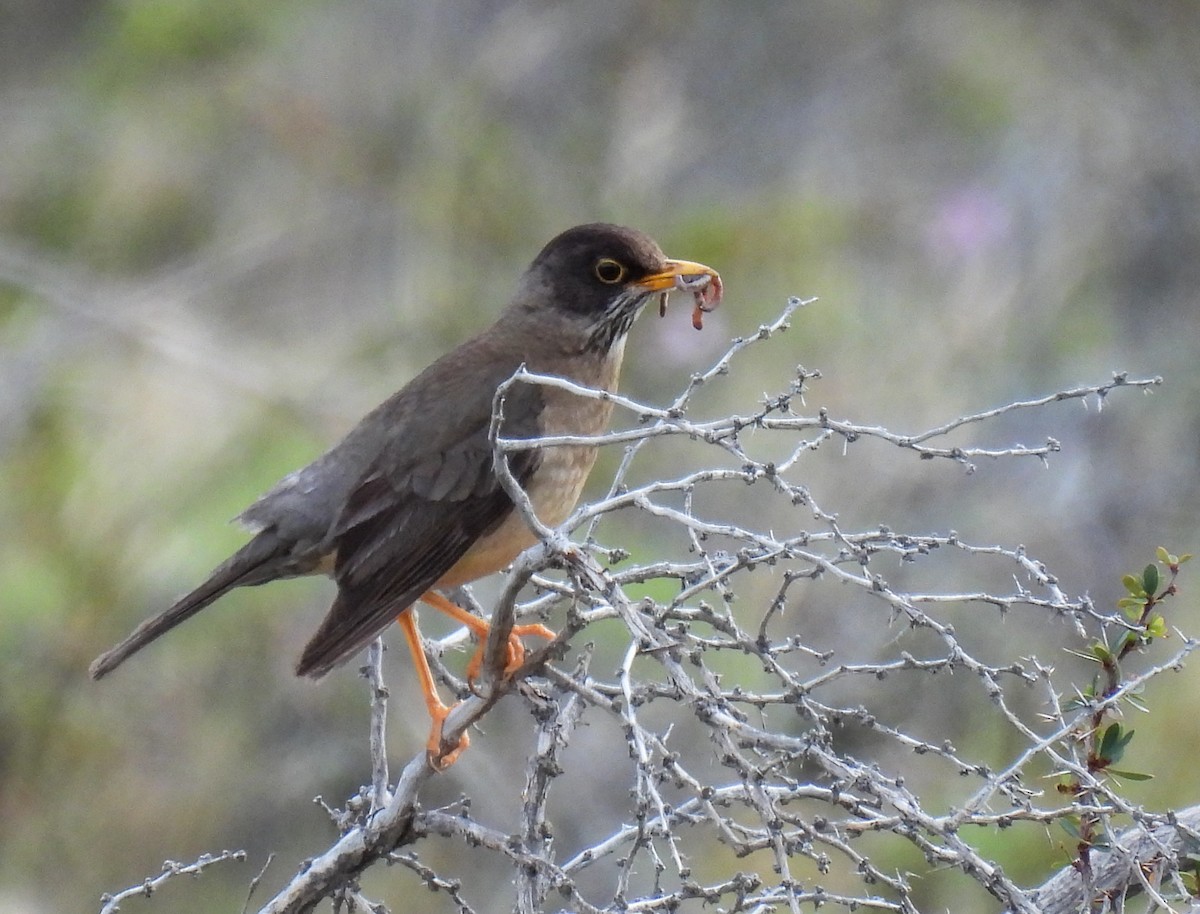 Austral Thrush - ML646431463