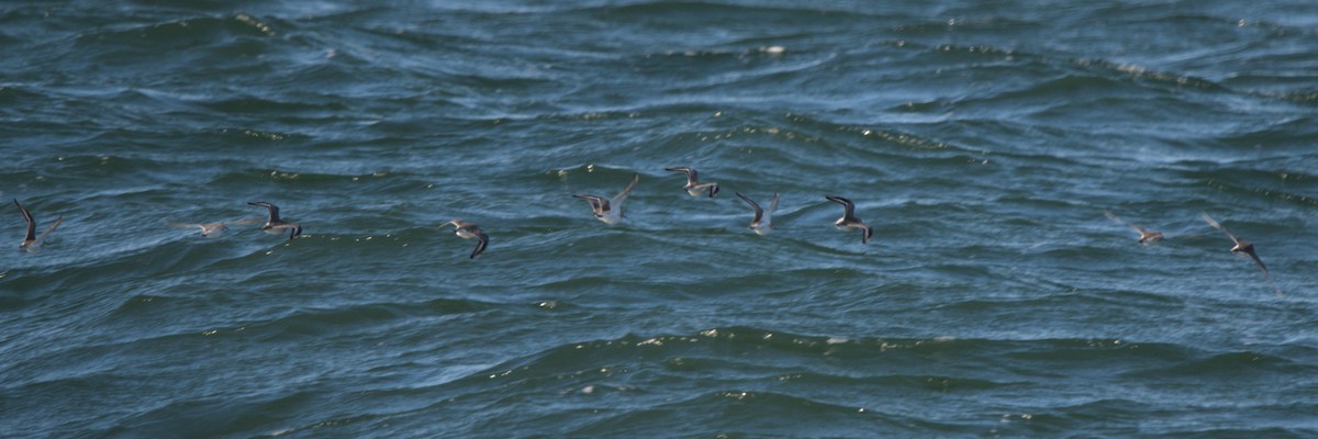 Dunlin - ML646431464