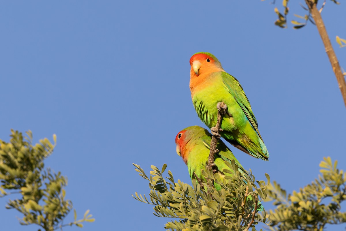 Inseparabile facciarosa - ML646431465