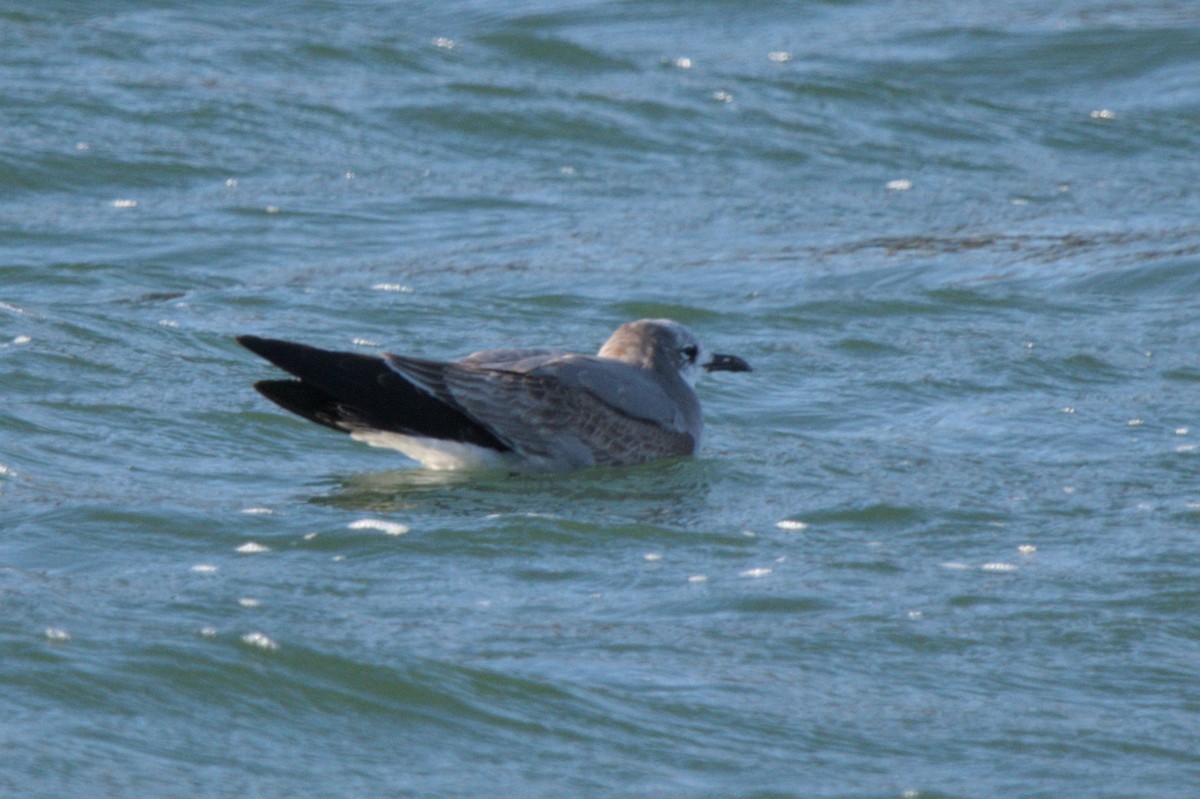 Laughing Gull - ML646431466