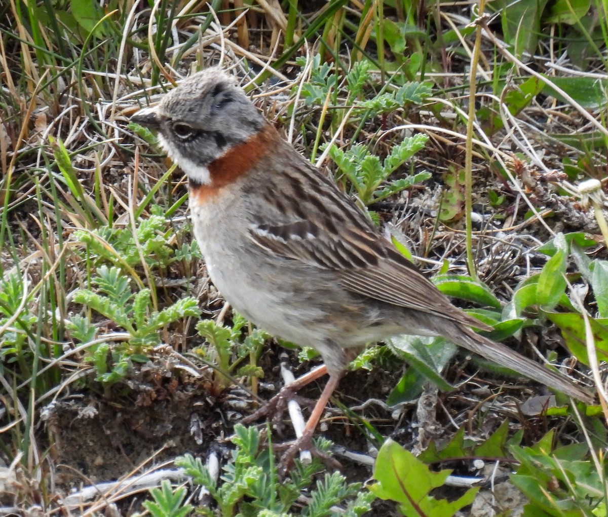 Rufous-collared Sparrow - ML646431468