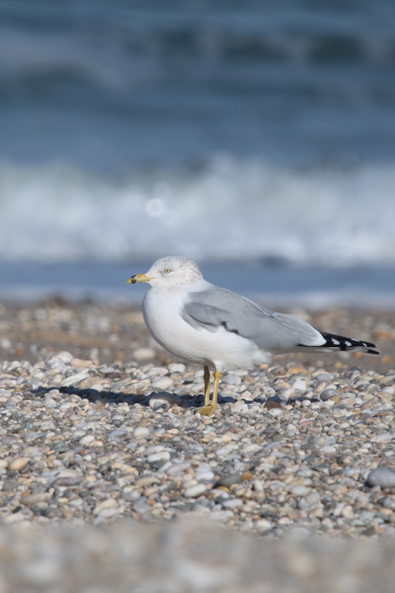 Ring-billed Gull - ML646431469