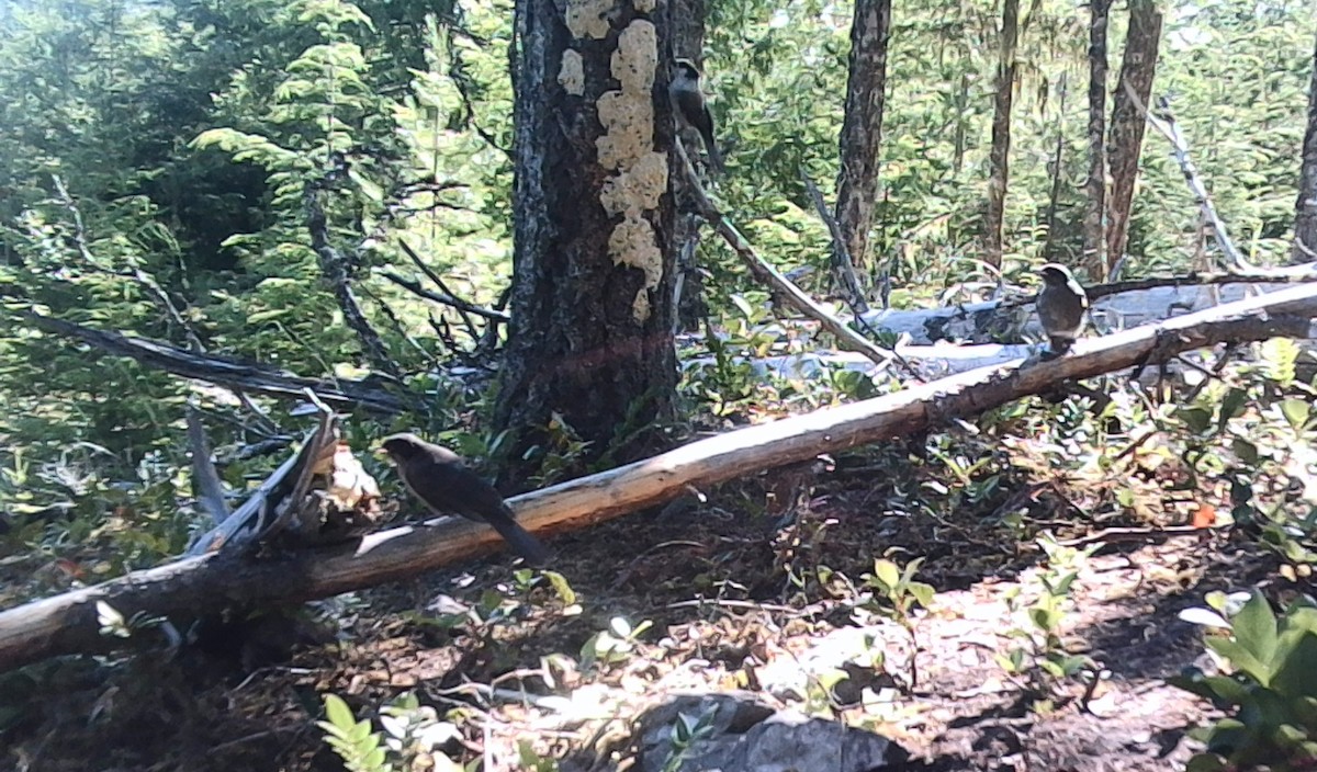 Canada Jay (Pacific) - ML646431471