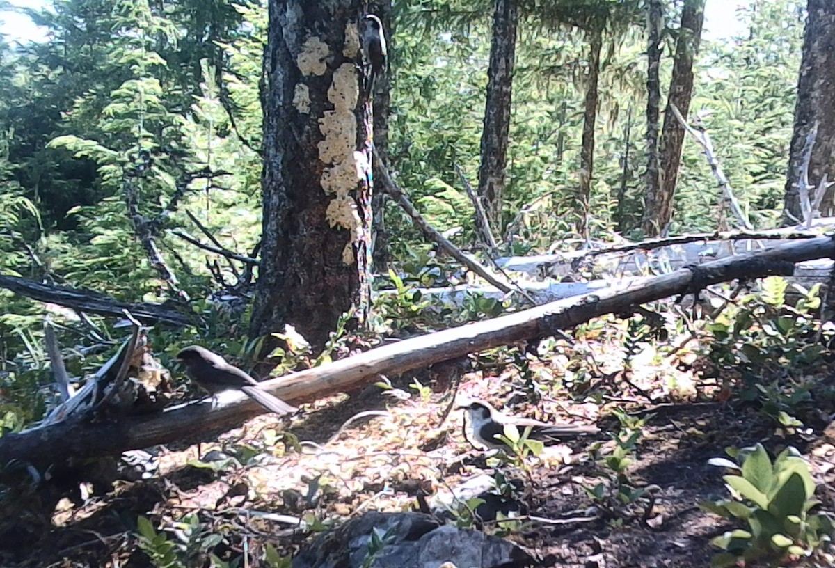 Canada Jay (Pacific) - ML646431472