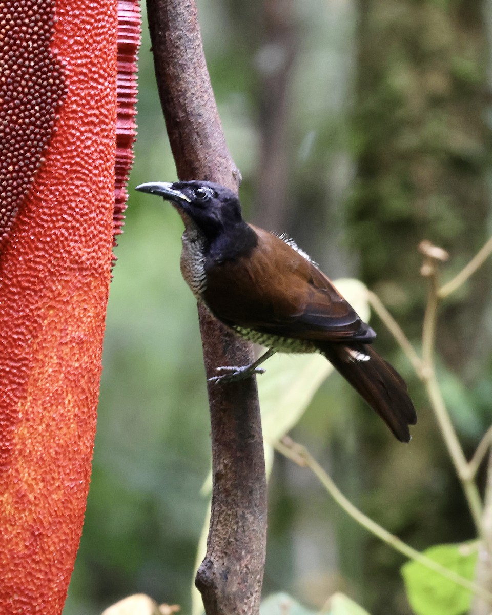 フォーヘルコップカタカケフウチョウ - ML646431474