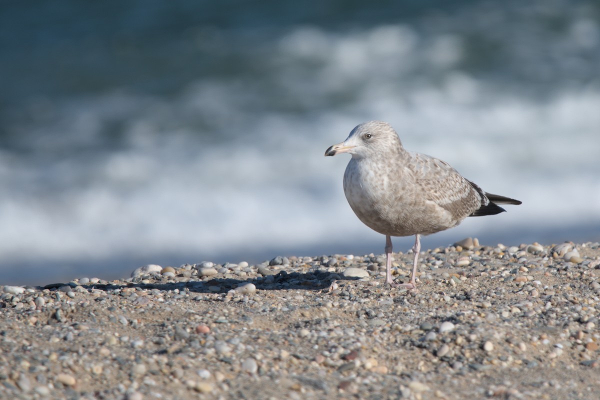 American Herring Gull - ML646431479