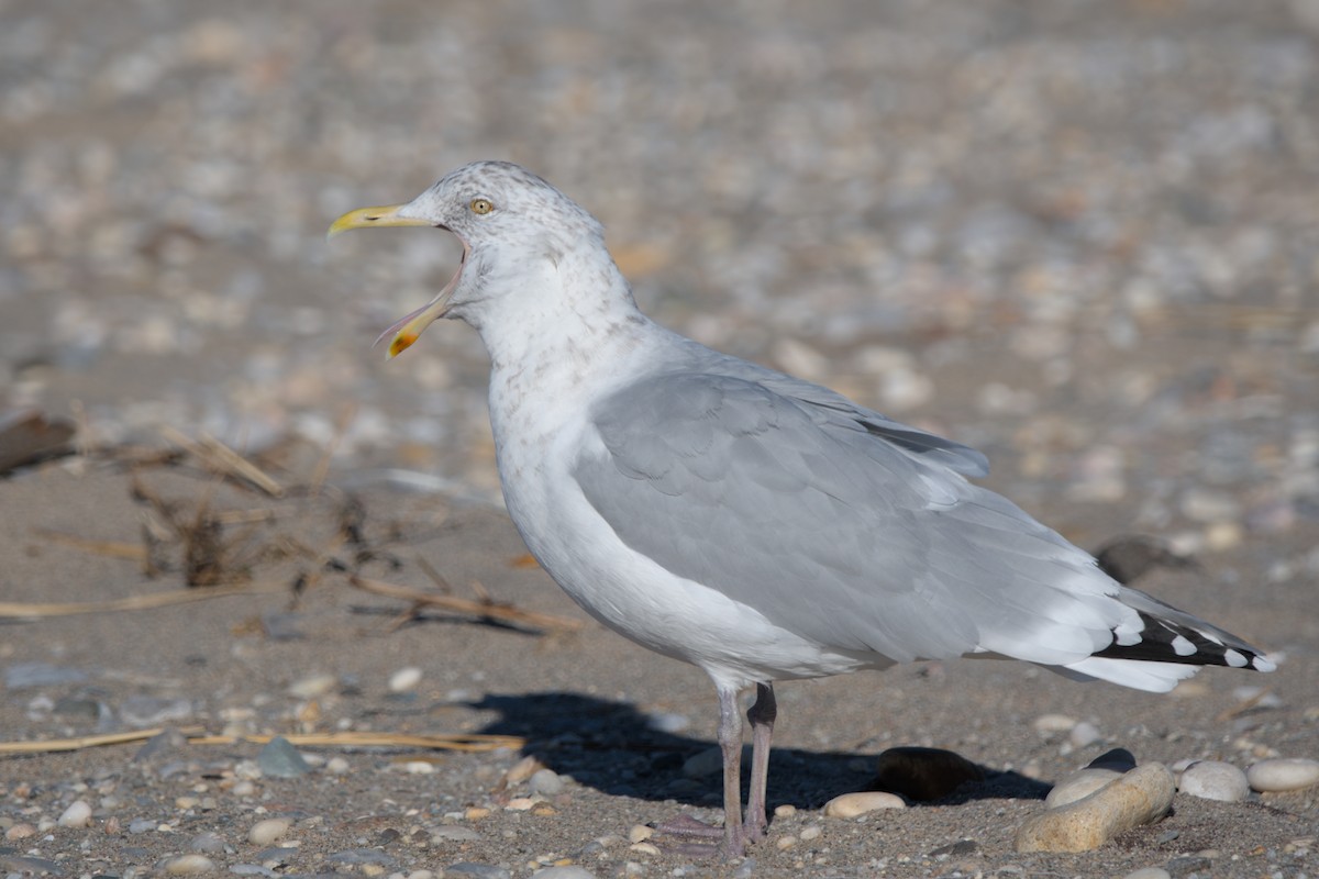 American Herring Gull - ML646431480