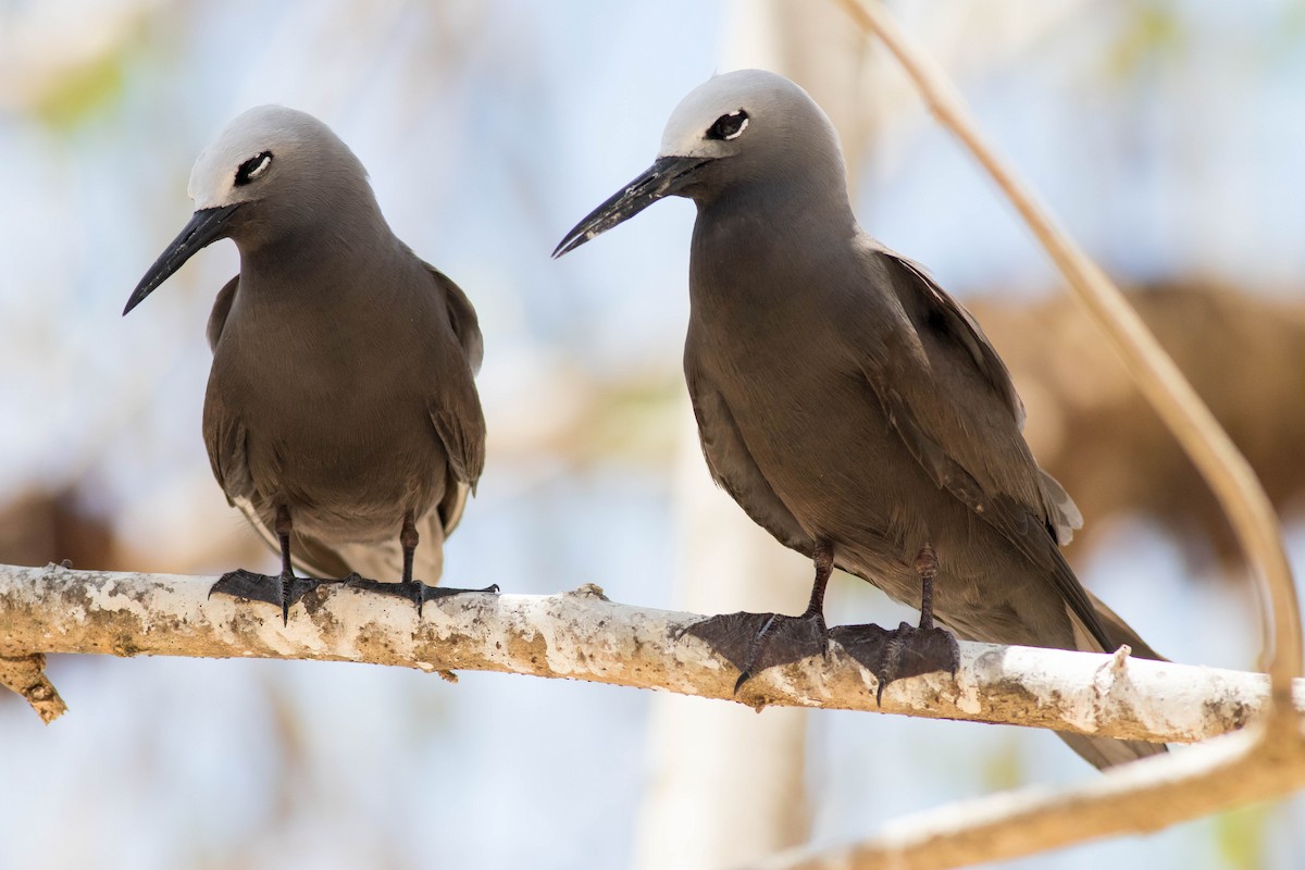 Lesser Noddy - ML646431481
