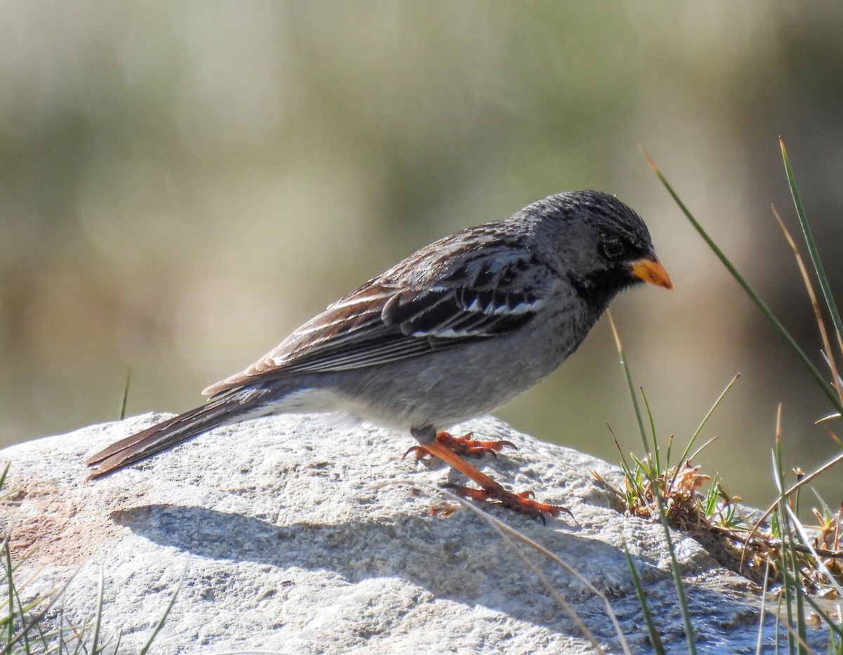 Mourning Sierra Finch - ML646431482