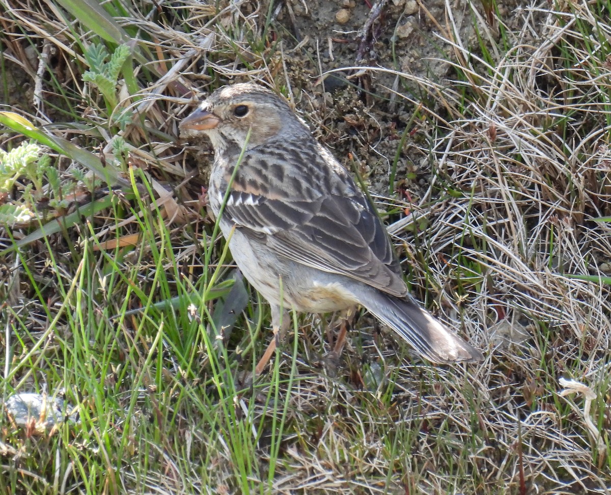 Mourning Sierra Finch - ML646431484