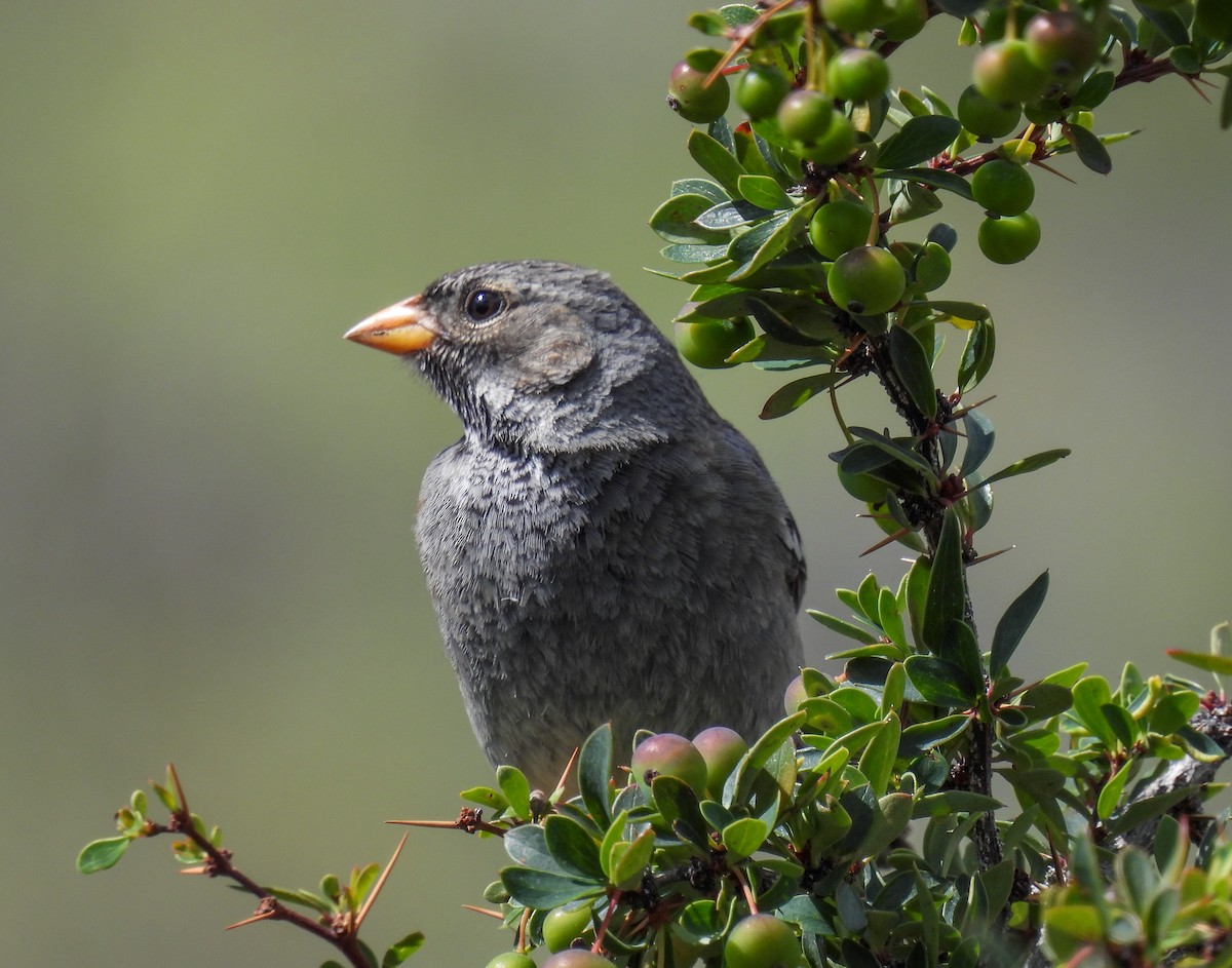 Mourning Sierra Finch - ML646431485