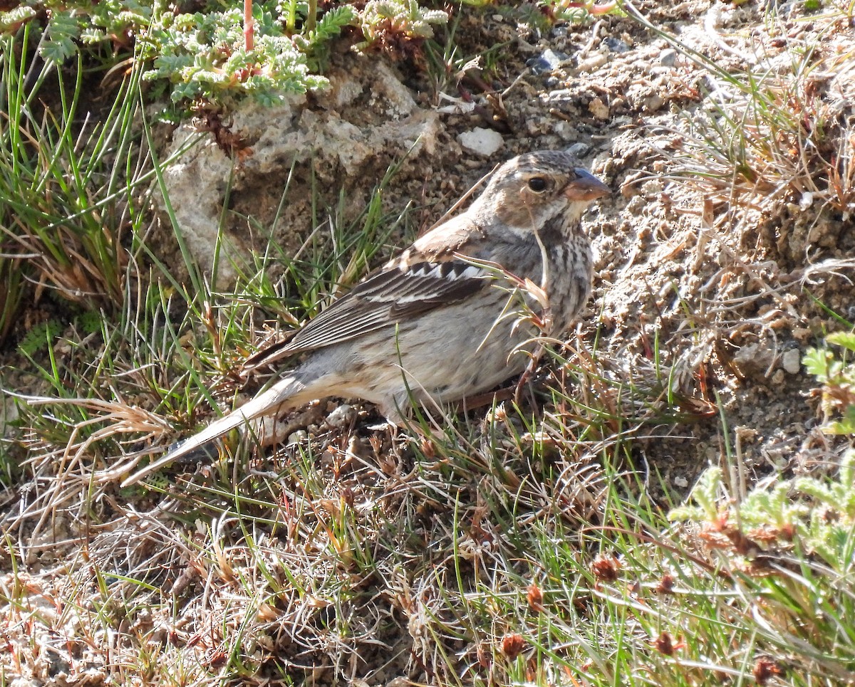 Mourning Sierra Finch - ML646431486