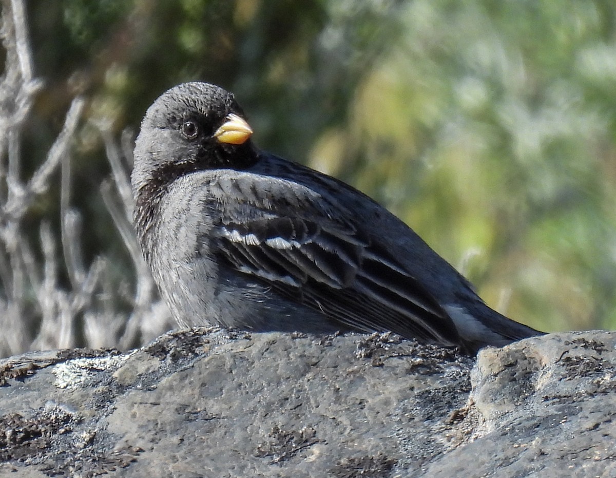 Mourning Sierra Finch - ML646431487