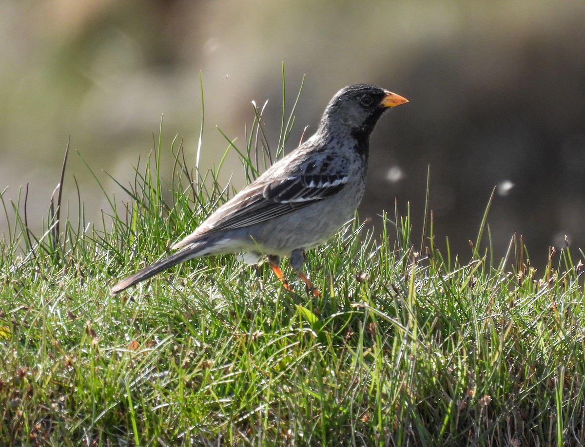Mourning Sierra Finch - ML646431488