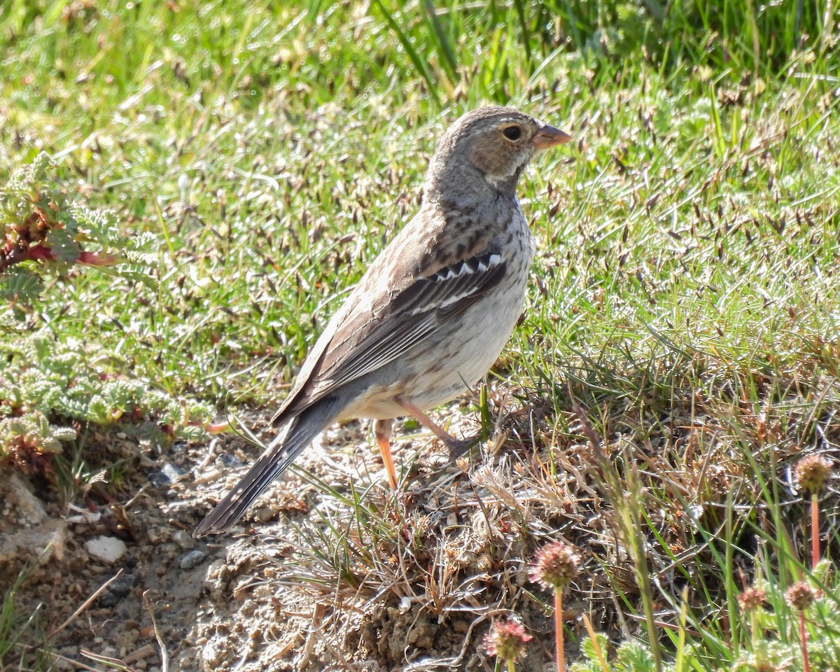 Mourning Sierra Finch - ML646431489