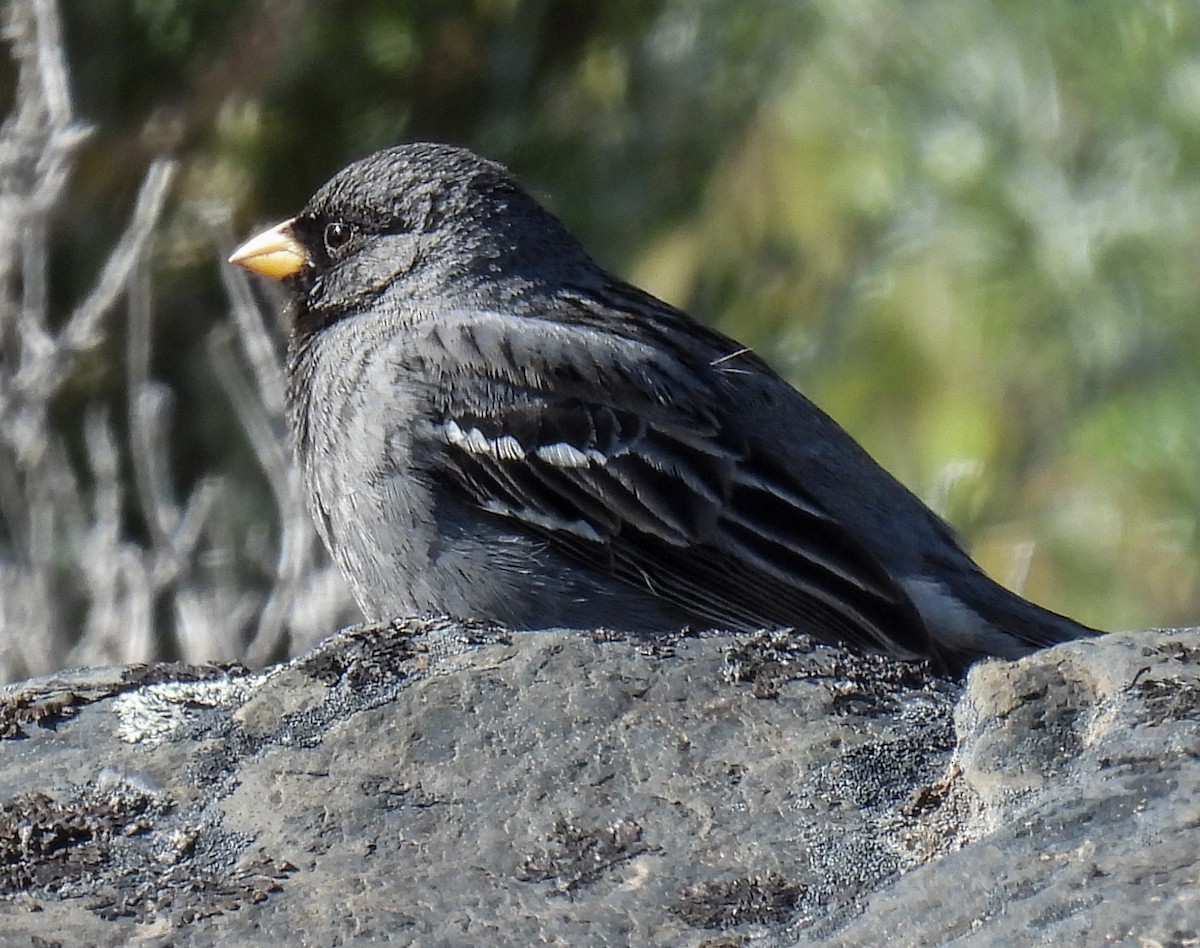 Mourning Sierra Finch - ML646431490