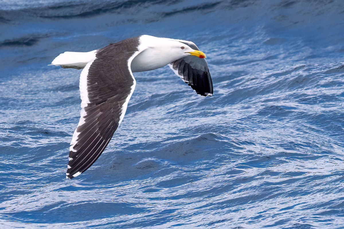 Dominikanermöwe - ML646431492