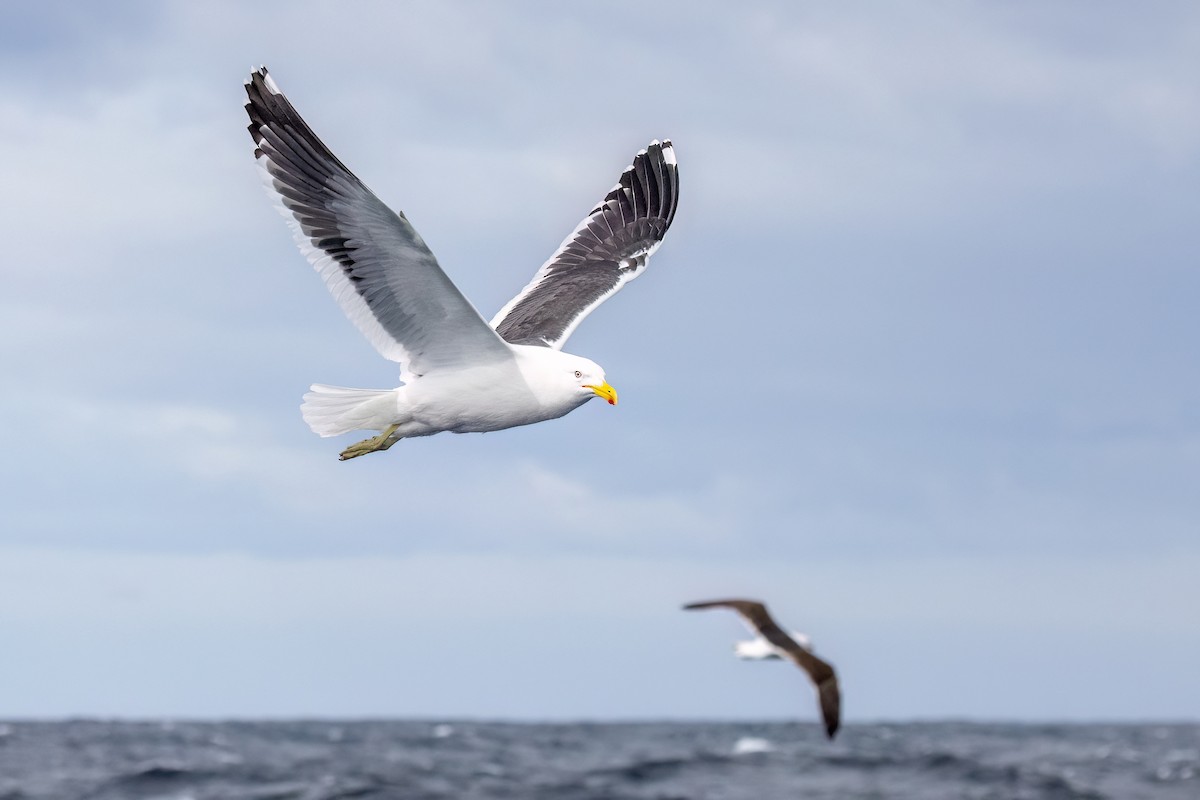 Dominikanermöwe - ML646431493