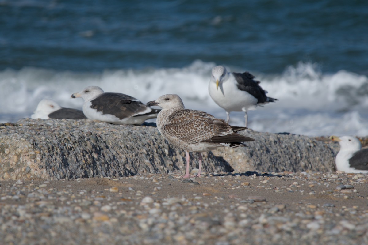 Great Black-backed Gull - ML646431494