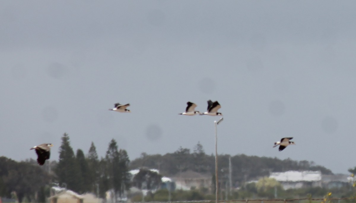 čejka australská - ML646431495