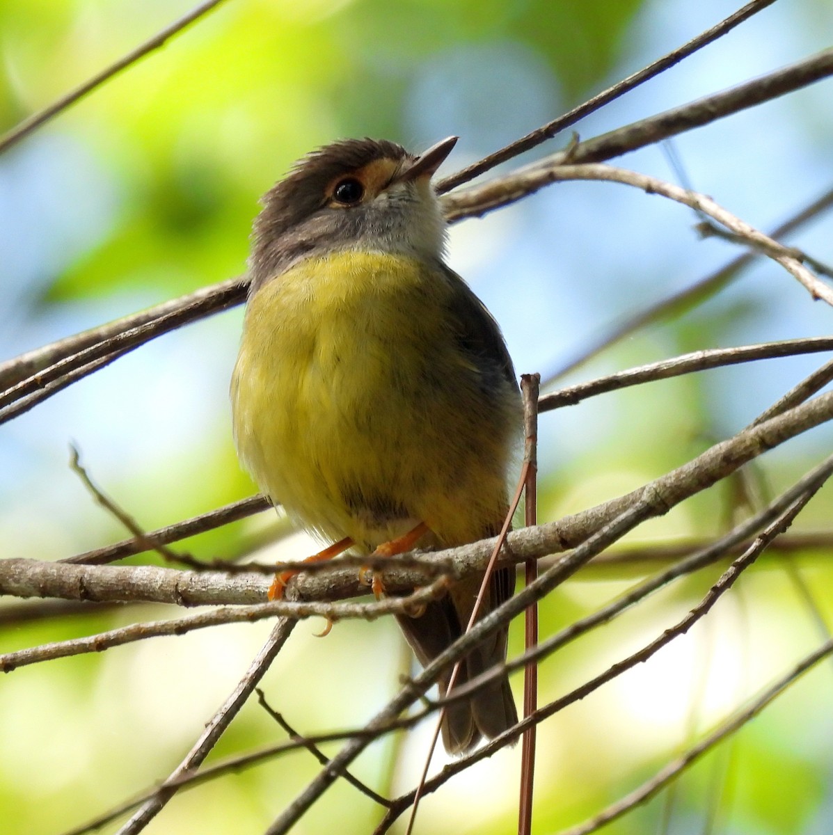 Graugesichtschnäpper - ML646431496