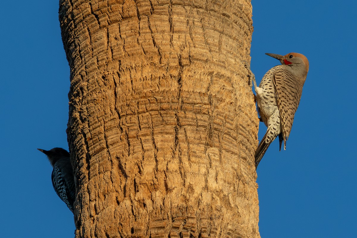 Wüstengoldspecht - ML646431497