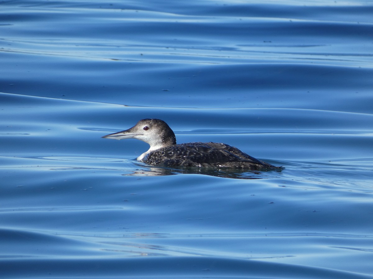 Eistaucher - ML646431498