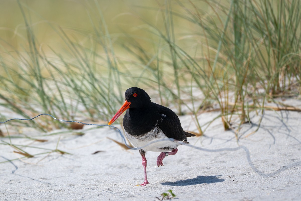 Südinsel-Austernfischer - ML646431499